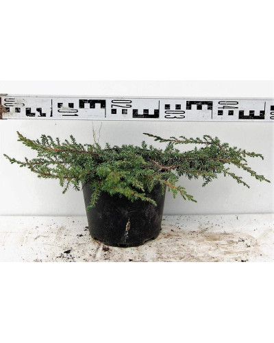 Ялівець звичайний Грін Карпет | Juniperus communis Green Carpet | Можжевельник обыкновенный Грин Карпет