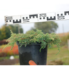 Ялівець звичайний Грін Карпет | Juniperus communis Green Carpet | Можжевельник обыкновенный Грин Карпет