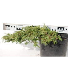 Ялівець звичайний Грін Карпет | Juniperus communis Green Carpet | Можжевельник обыкновенный Грин Карпет