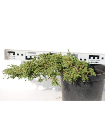Ялівець звичайний Грін Карпет | Juniperus communis Green Carpet | Можжевельник обыкновенный Грин Карпет