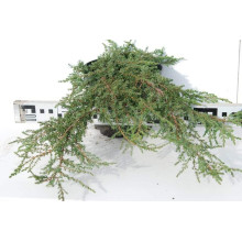 Ялівець звичайний Грін Карпет | Juniperus communis Green Carpet | Можжевельник обыкновенный Грин Карпет