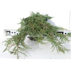 Ялівець звичайний Грін Карпет | Juniperus communis Green Carpet | Можжевельник обыкновенный Грин Карпет