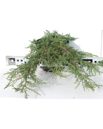 Ялівець звичайний Грін Карпет | Juniperus communis Green Carpet | Можжевельник обыкновенный Грин Карпет