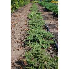 Ялівець звичайний Грін Карпет | Juniperus communis Green Carpet | Можжевельник обыкновенный Грин Карпет