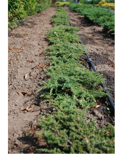 Ялівець звичайний Грін Карпет | Juniperus communis Green Carpet | Можжевельник обыкновенный Грин Карпет