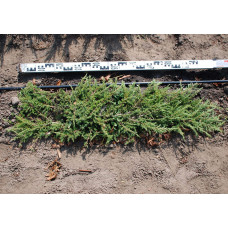 Ялівець звичайний Грін Карпет | Juniperus communis Green Carpet | Можжевельник обыкновенный Грин Карпет