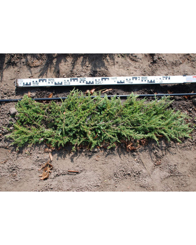 Ялівець звичайний Грін Карпет | Juniperus communis Green Carpet | Можжевельник обыкновенный Грин Карпет