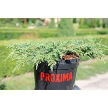 Ялівець звичайний Грін Карпет | Juniperus communis Green Carpet | Можжевельник обыкновенный Грин Карпет