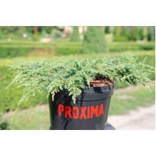 Ялівець звичайний Грін Карпет | Juniperus communis Green Carpet | Можжевельник обыкновенный Грин Карпет