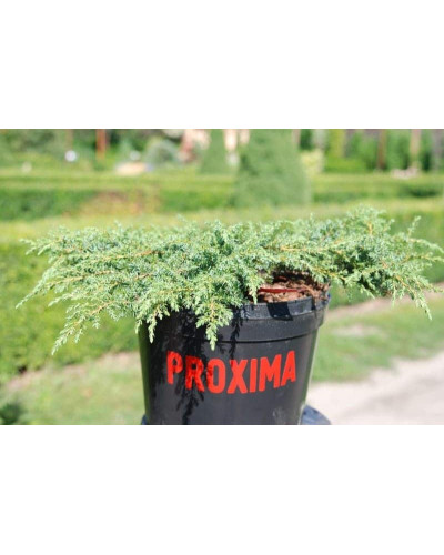 Ялівець звичайний Грін Карпет | Juniperus communis Green Carpet | Можжевельник обыкновенный Грин Карпет