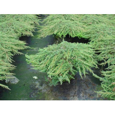 Ялівець звичайний Грін Карпет | Juniperus communis Green Carpet | Можжевельник обыкновенный Грин Карпет