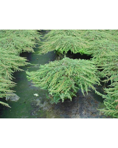 Ялівець звичайний Грін Карпет | Juniperus communis Green Carpet | Можжевельник обыкновенный Грин Карпет