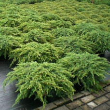 Ялівець звичайний Грін Карпет | Juniperus communis Green Carpet | Можжевельник обыкновенный Грин Карпет
