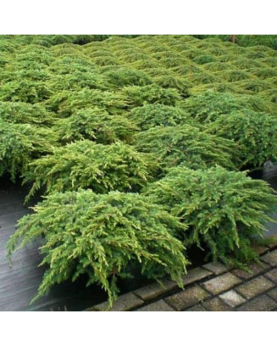 Ялівець звичайний Грін Карпет | Juniperus communis Green Carpet | Можжевельник обыкновенный Грин Карпет