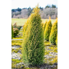Ялівець звичайний Голд Кон | Juniperus communis Gold Cone | Можжевельник обыкновенный Голд Кон