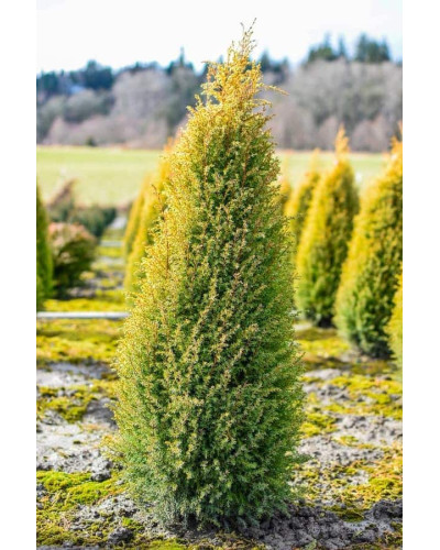 Ялівець звичайний Голд Кон | Juniperus communis Gold Cone | Можжевельник обыкновенный Голд Кон