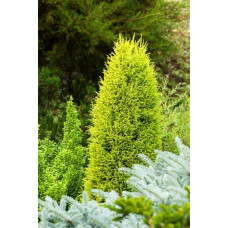 Ялівець звичайний Голд Кон | Juniperus communis Gold Cone | Можжевельник обыкновенный Голд Кон