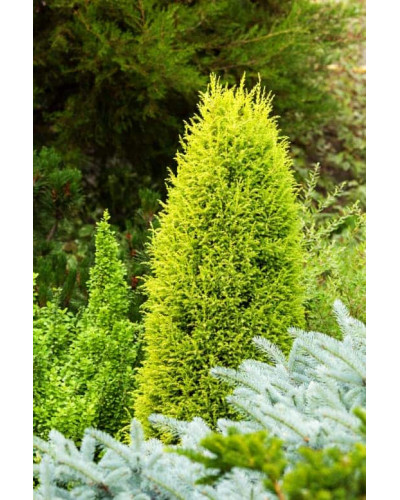 Ялівець звичайний Голд Кон | Juniperus communis Gold Cone | Можжевельник обыкновенный Голд Кон