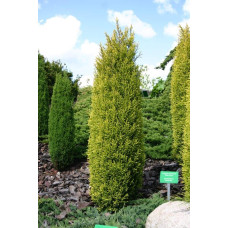 Ялівець звичайний Голд Кон | Juniperus communis Gold Cone | Можжевельник обыкновенный Голд Кон