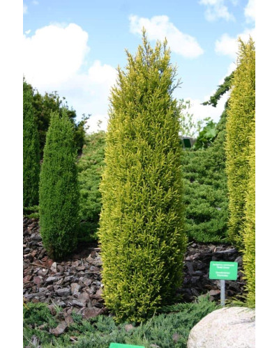Ялівець звичайний Голд Кон | Juniperus communis Gold Cone | Можжевельник обыкновенный Голд Кон