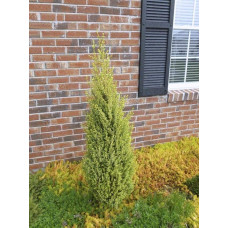 Ялівець звичайний Голд Кон | Juniperus communis Gold Cone | Можжевельник обыкновенный Голд Кон