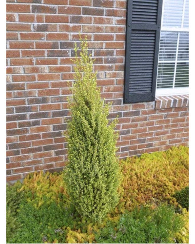 Ялівець звичайний Голд Кон | Juniperus communis Gold Cone | Можжевельник обыкновенный Голд Кон