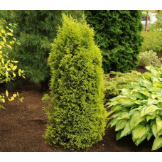 Ялівець звичайний Голд Кон | Juniperus communis Gold Cone | Можжевельник обыкновенный Голд Кон