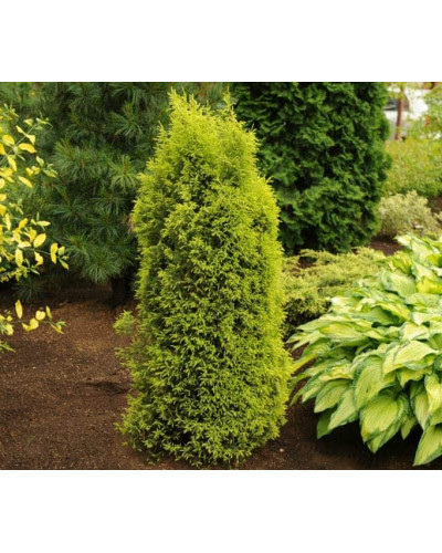 Ялівець звичайний Голд Кон | Juniperus communis Gold Cone | Можжевельник обыкновенный Голд Кон