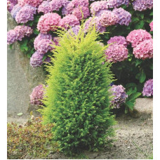 Ялівець звичайний Голд Кон | Juniperus communis Gold Cone | Можжевельник обыкновенный Голд Кон