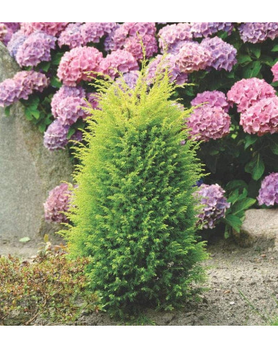 Ялівець звичайний Голд Кон | Juniperus communis Gold Cone | Можжевельник обыкновенный Голд Кон