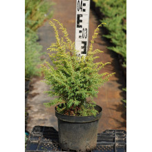 Ялівець звичайний Голд Кон | Juniperus communis Gold Cone | Можжевельник обыкновенный Голд Кон