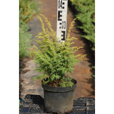 Ялівець звичайний Голд Кон | Juniperus communis Gold Cone | Можжевельник обыкновенный Голд Кон