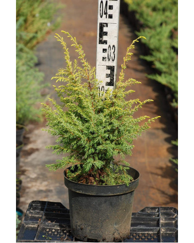 Ялівець звичайний Голд Кон | Juniperus communis Gold Cone | Можжевельник обыкновенный Голд Кон