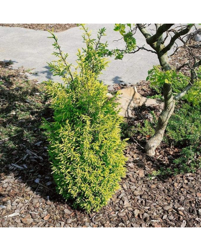 Ялівець звичайний Голд Кон | Juniperus communis Gold Cone | Можжевельник обыкновенный Голд Кон