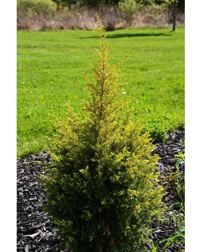 Ялівець звичайний Голд Кон | Juniperus communis Gold Cone | Можжевельник обыкновенный Голд Кон