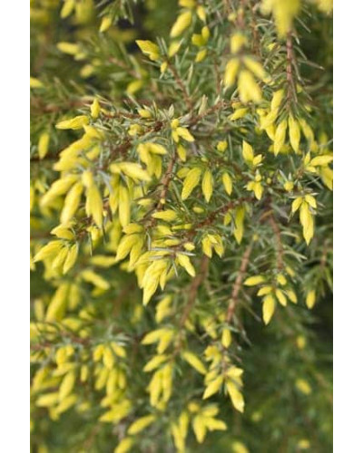 Ялівець звичайний Голд Кон | Juniperus communis Gold Cone | Можжевельник обыкновенный Голд Кон