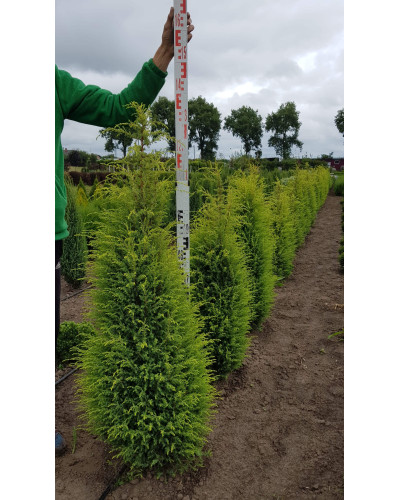 Ялівець звичайний Голд Кон | Juniperus communis Gold Cone | Можжевельник обыкновенный Голд Кон