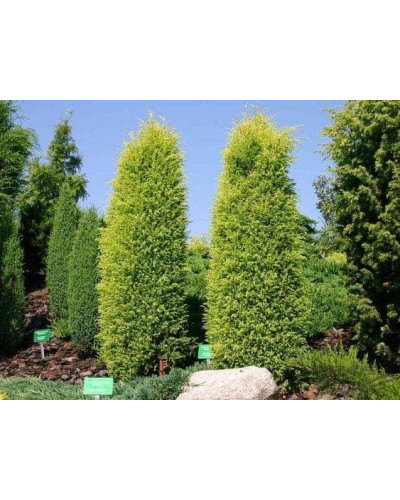 Ялівець звичайний Голд Кон | Juniperus communis Gold Cone | Можжевельник обыкновенный Голд Кон