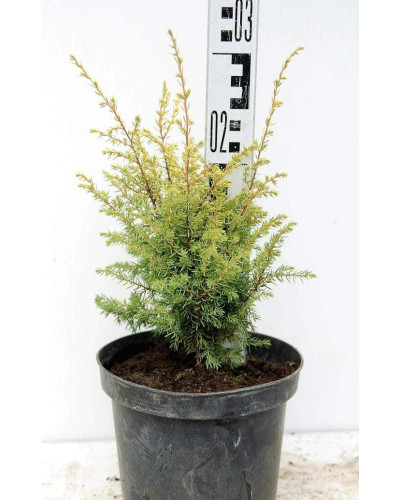 Ялівець звичайний Голд Кон | Juniperus communis Gold Cone | Можжевельник обыкновенный Голд Кон