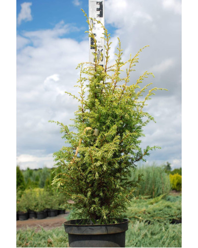 Ялівець звичайний Голд Кон | Juniperus communis Gold Cone | Можжевельник обыкновенный Голд Кон