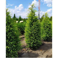 Ялівець звичайний Голд Кон | Juniperus communis Gold Cone | Можжевельник обыкновенный Голд Кон