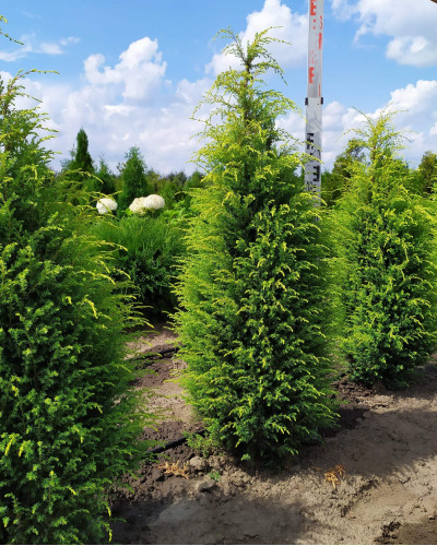 Ялівець звичайний Голд Кон | Juniperus communis Gold Cone | Можжевельник обыкновенный Голд Кон