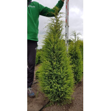 Ялівець звичайний Голд Кон | Juniperus communis Gold Cone | Можжевельник обыкновенный Голд Кон