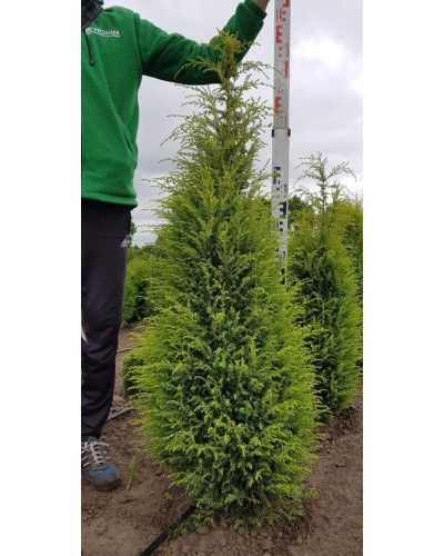 Ялівець звичайний Голд Кон | Juniperus communis Gold Cone | Можжевельник обыкновенный Голд Кон