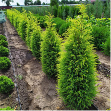 Ялівець звичайний Голд Кон | Juniperus communis Gold Cone | Можжевельник обыкновенный Голд Кон