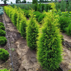 Ялівець звичайний Голд Кон | Juniperus communis Gold Cone | Можжевельник обыкновенный Голд Кон