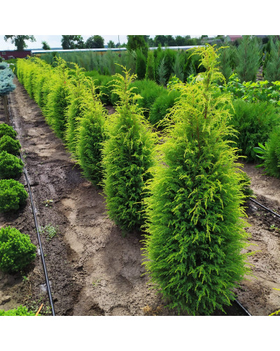 Ялівець звичайний Голд Кон | Juniperus communis Gold Cone | Можжевельник обыкновенный Голд Кон