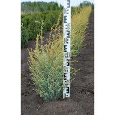 Ялівець звичайний Голд Кон | Juniperus communis Gold Cone | Можжевельник обыкновенный Голд Кон
