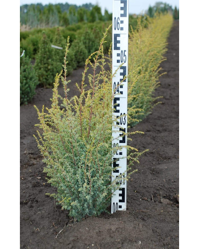 Ялівець звичайний Голд Кон | Juniperus communis Gold Cone | Можжевельник обыкновенный Голд Кон