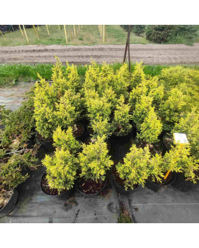 Ялівець звичайний Голд Кон | Juniperus communis Gold Cone | Можжевельник обыкновенный Голд Кон